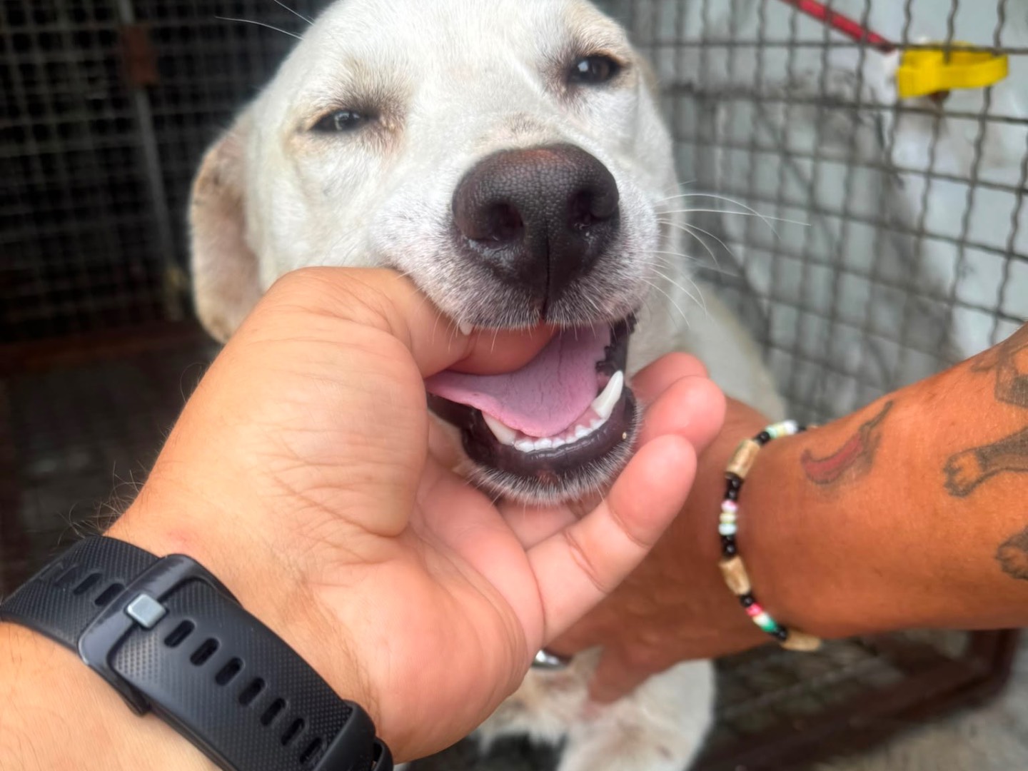 Vuoi adottare un cane a Vibo?