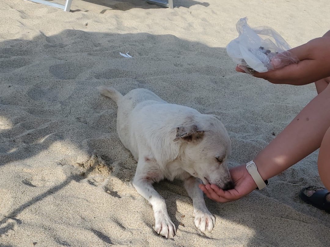 Adotta il cane Blanko a Vibo