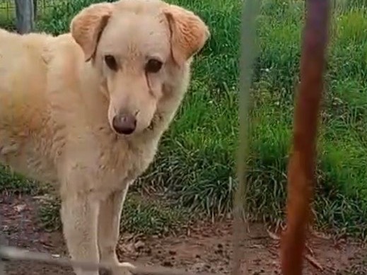 Adotta un cane, femmina, 1 anno e 10 mesi, Vibo