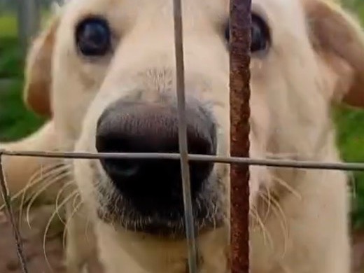 Adozione cane, femmina, Razza sconosciuta Razza sconosciuta, 1 anno e 10 mesi, taglia media, Vibo