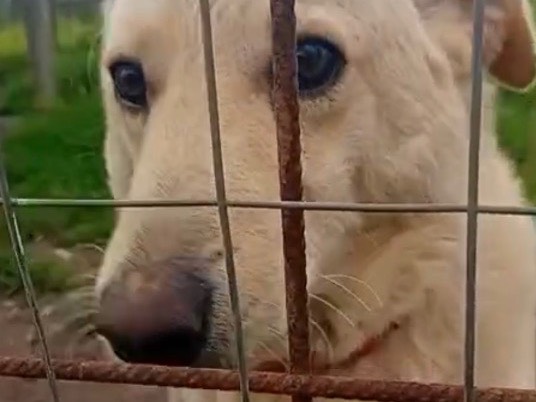 Adotta un cane, taglia media, femmina, Vibo