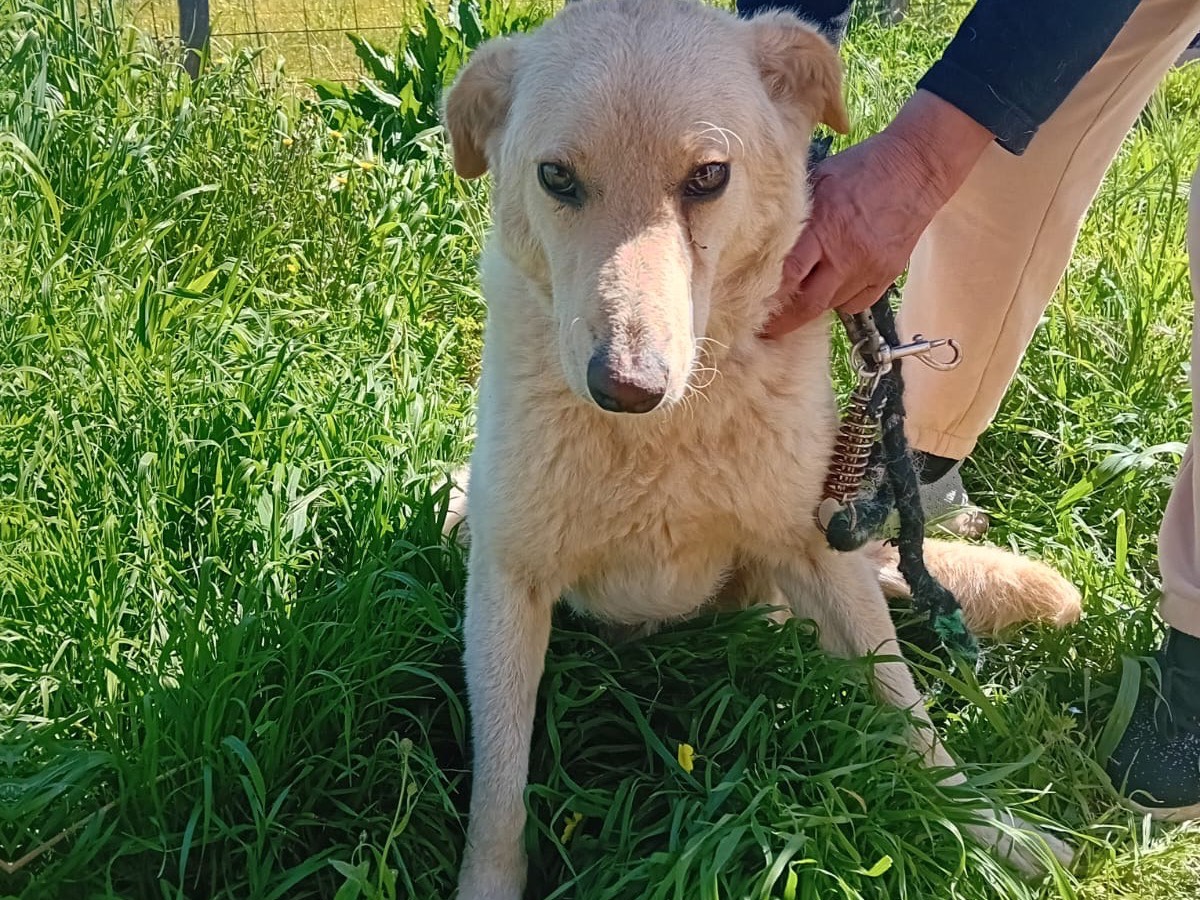 Vuoi adottare un cane a Vibo?