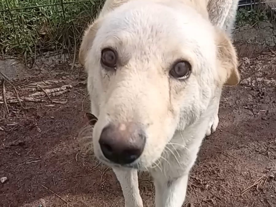 Adotta il cane Molla a Vibo