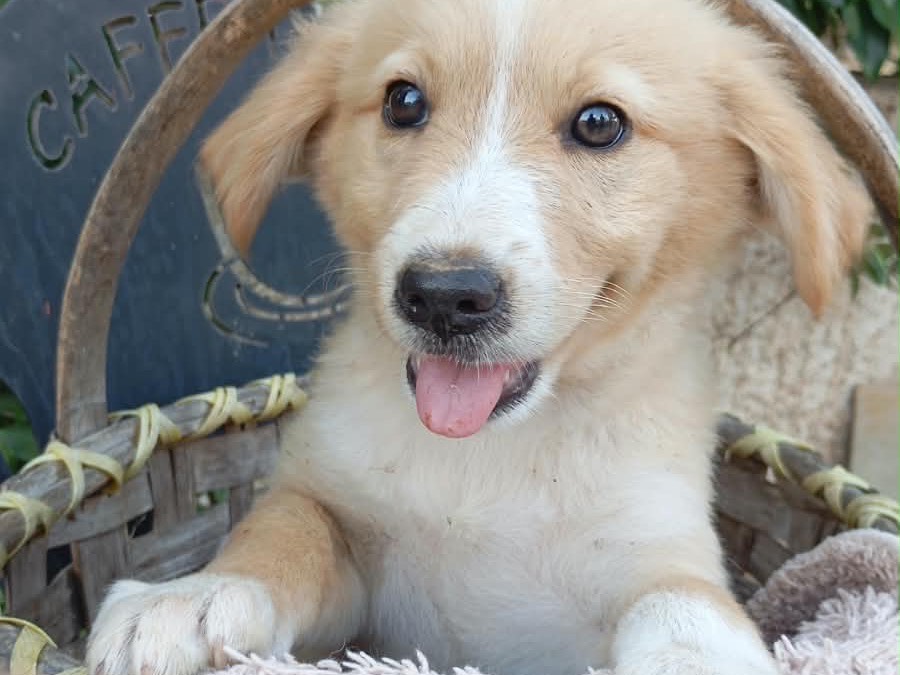 Adozione cane, femmina, Razza sconosciuta Razza sconosciuta, 2 mesi, taglia media, Vibo
