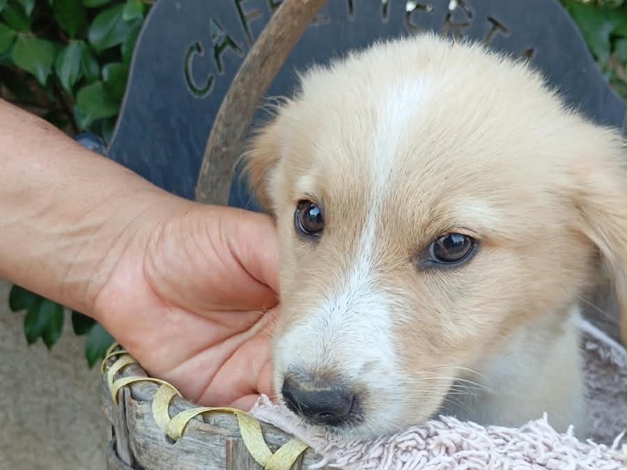 Adotta un cane, femmina, 2 mesi, Vibo