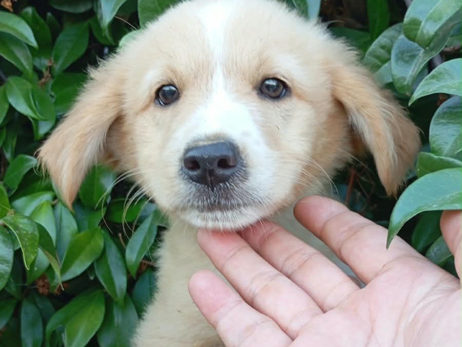 Adotta un cane, taglia media, femmina, Vibo