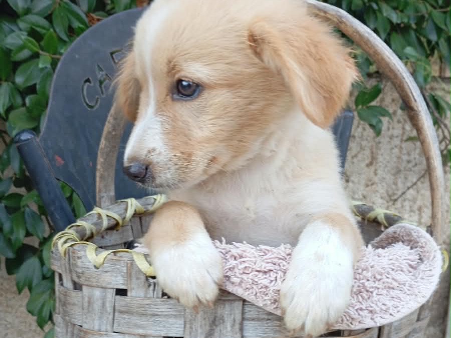 Vuoi adottare un cane a Vibo?