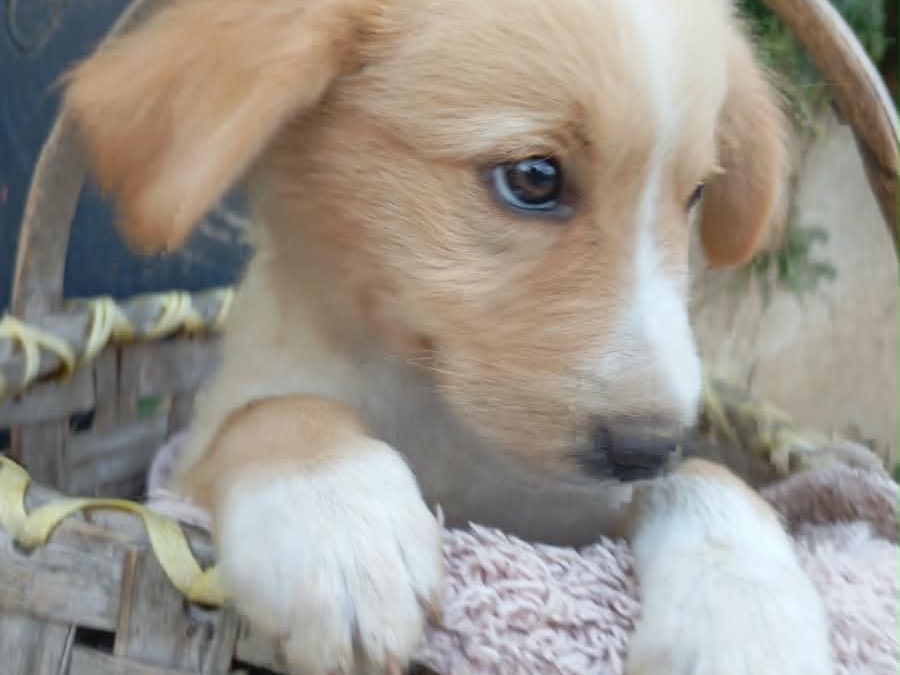 Adotta il cane Conny  a Vibo