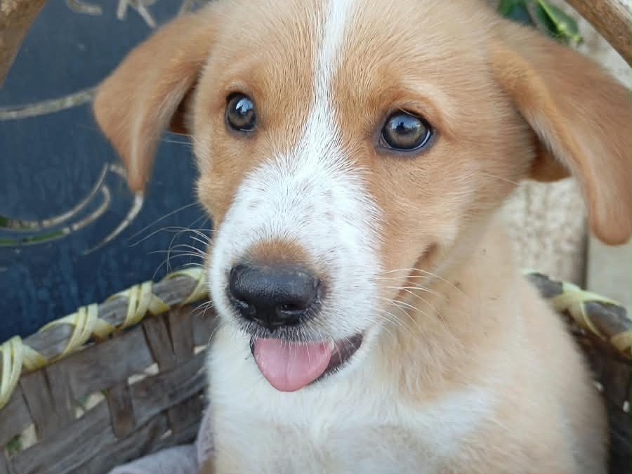 Adozione cane, maschio, Razza sconosciuta Razza sconosciuta, 2 mesi, taglia media, Vibo