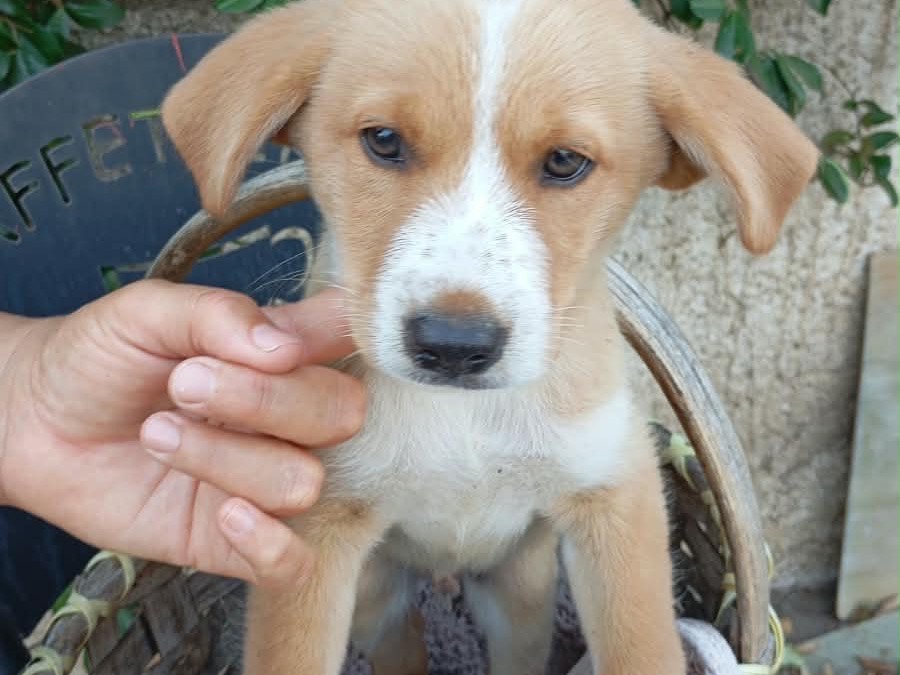 Adotta un cane, maschio, 2 mesi, Vibo