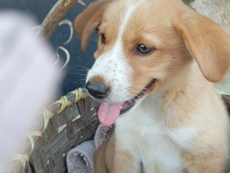 Adotta un cane, taglia media, maschio, Vibo