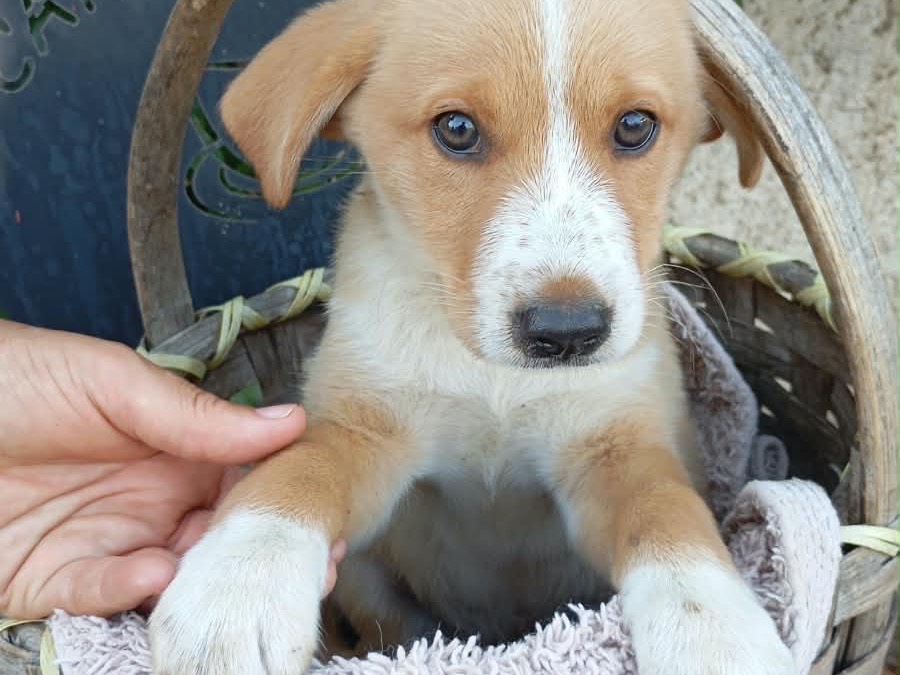 Vuoi adottare un cane a Vibo?