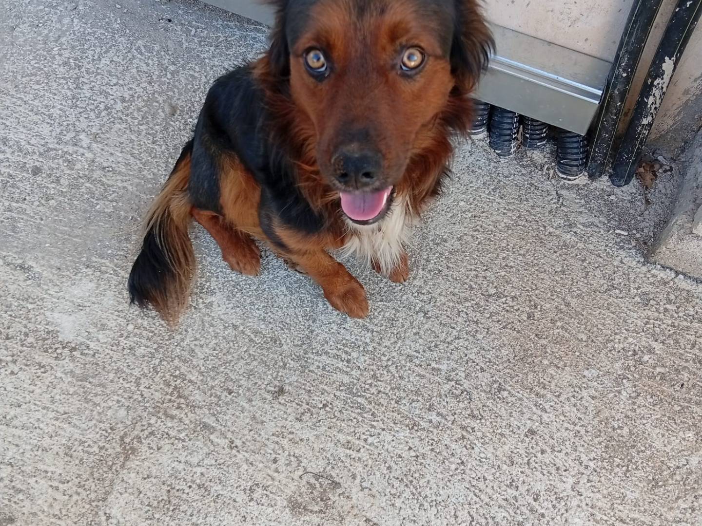 Adozione cane, maschio, Razza sconosciuta Razza sconosciuta, 2 anni e 7 mesi, taglia piccola, Avellino