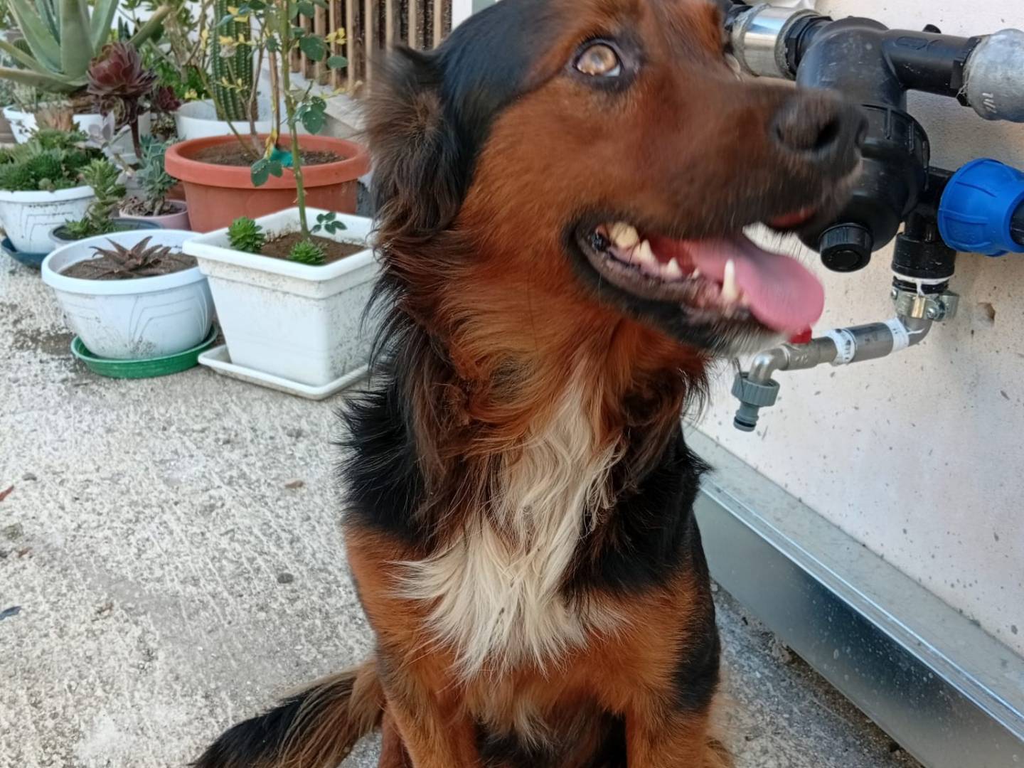 Adotta un cane, maschio, 2 anni e 7 mesi, Avellino