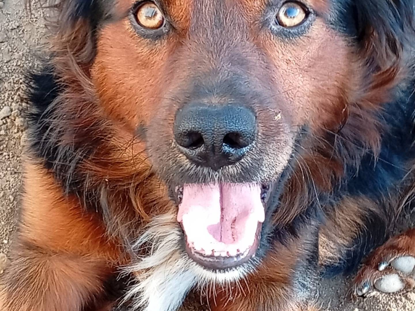 Adotta un cane, taglia piccola, maschio, Avellino
