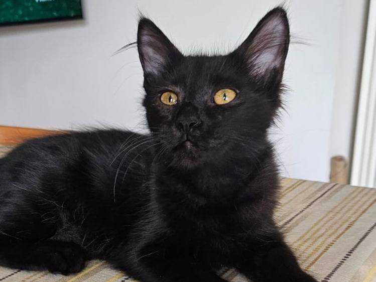 Adotta un gatto, taglia non valida, femmina, Reggio