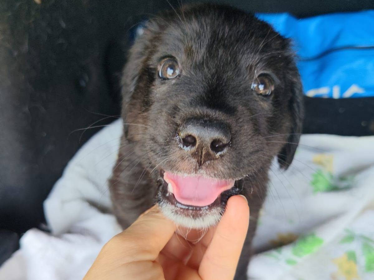 Adozione cane, femmina, Razza sconosciuta Razza sconosciuta, 3 mesi, taglia media, Catanzaro