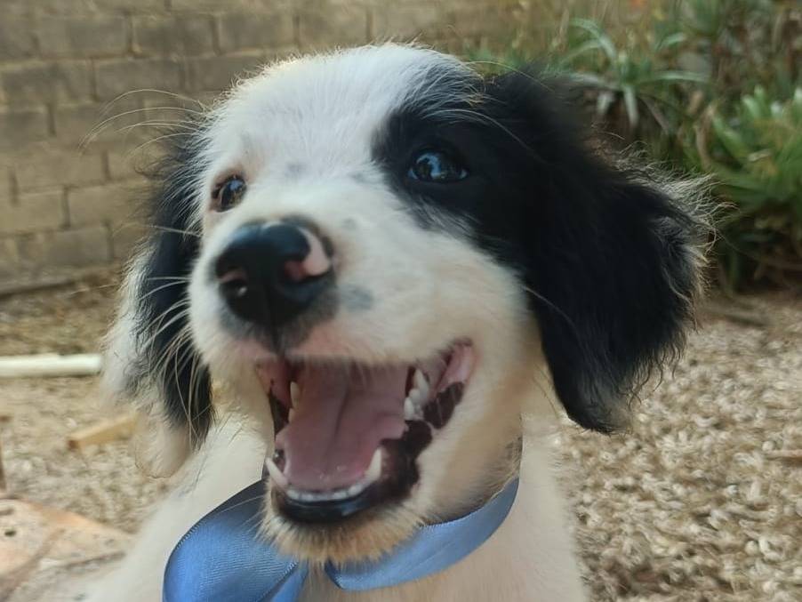 Adozione cane, maschio, Razza sconosciuta Razza sconosciuta, 2 mesi, taglia media contenuta, Siracusa