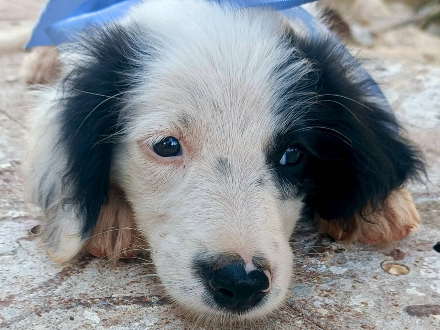 Adotta un cane, maschio, 2 mesi, Siracusa