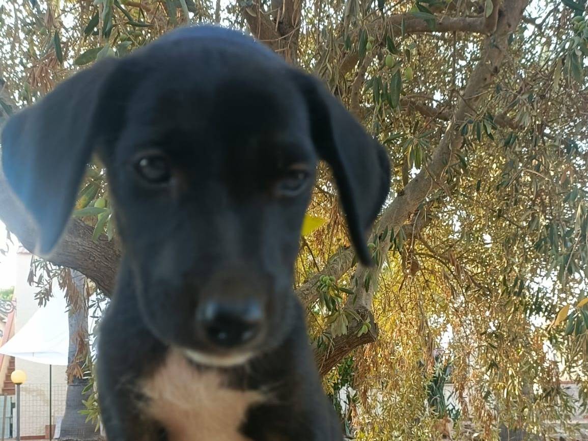 Adozione cane, femmina, Razza sconosciuta Razza sconosciuta, 2 mesi, taglia media, Siracusa