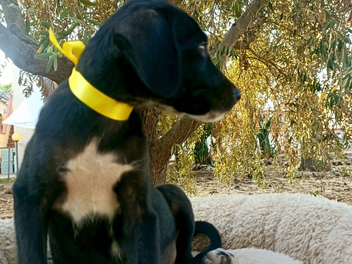 Adotta un cane, femmina, 2 mesi, Siracusa