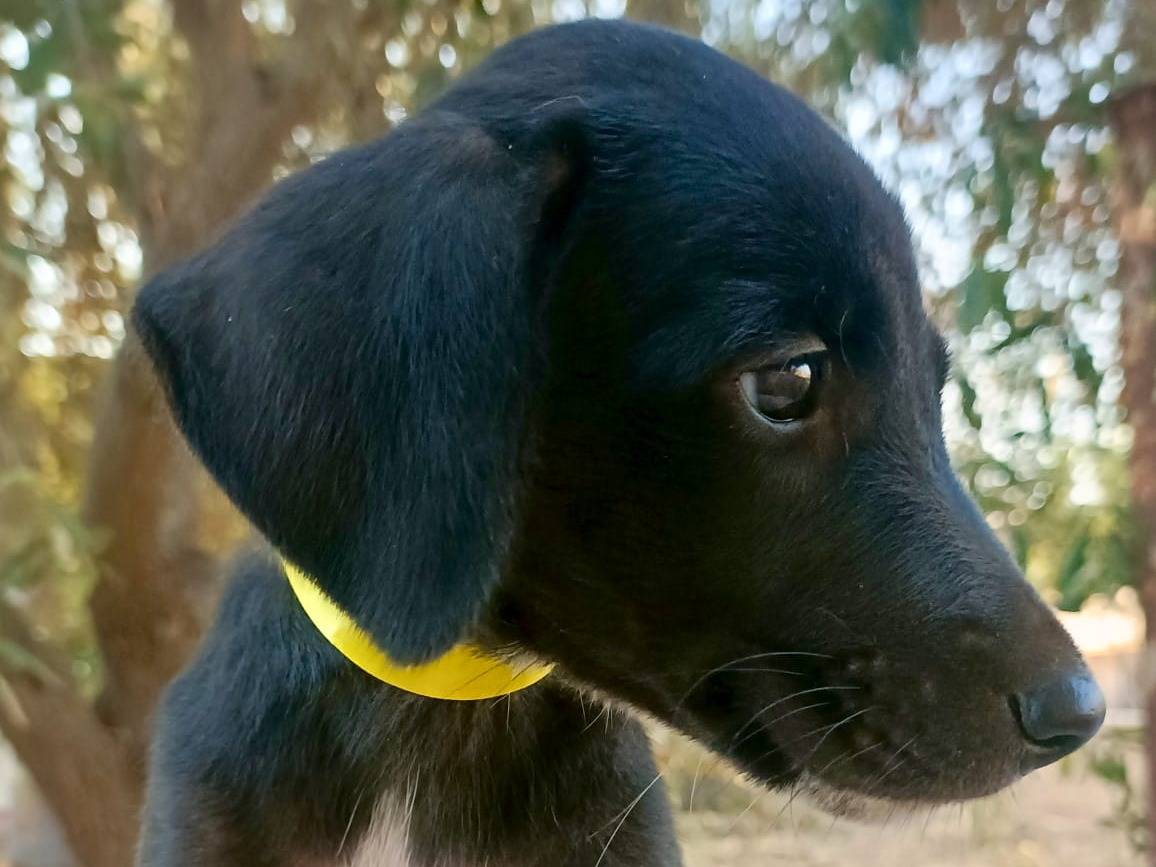Adotta un cane, taglia media, femmina, Siracusa