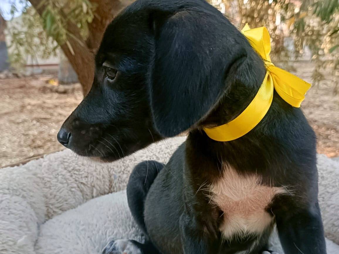 Vuoi adottare un cane a Siracusa?