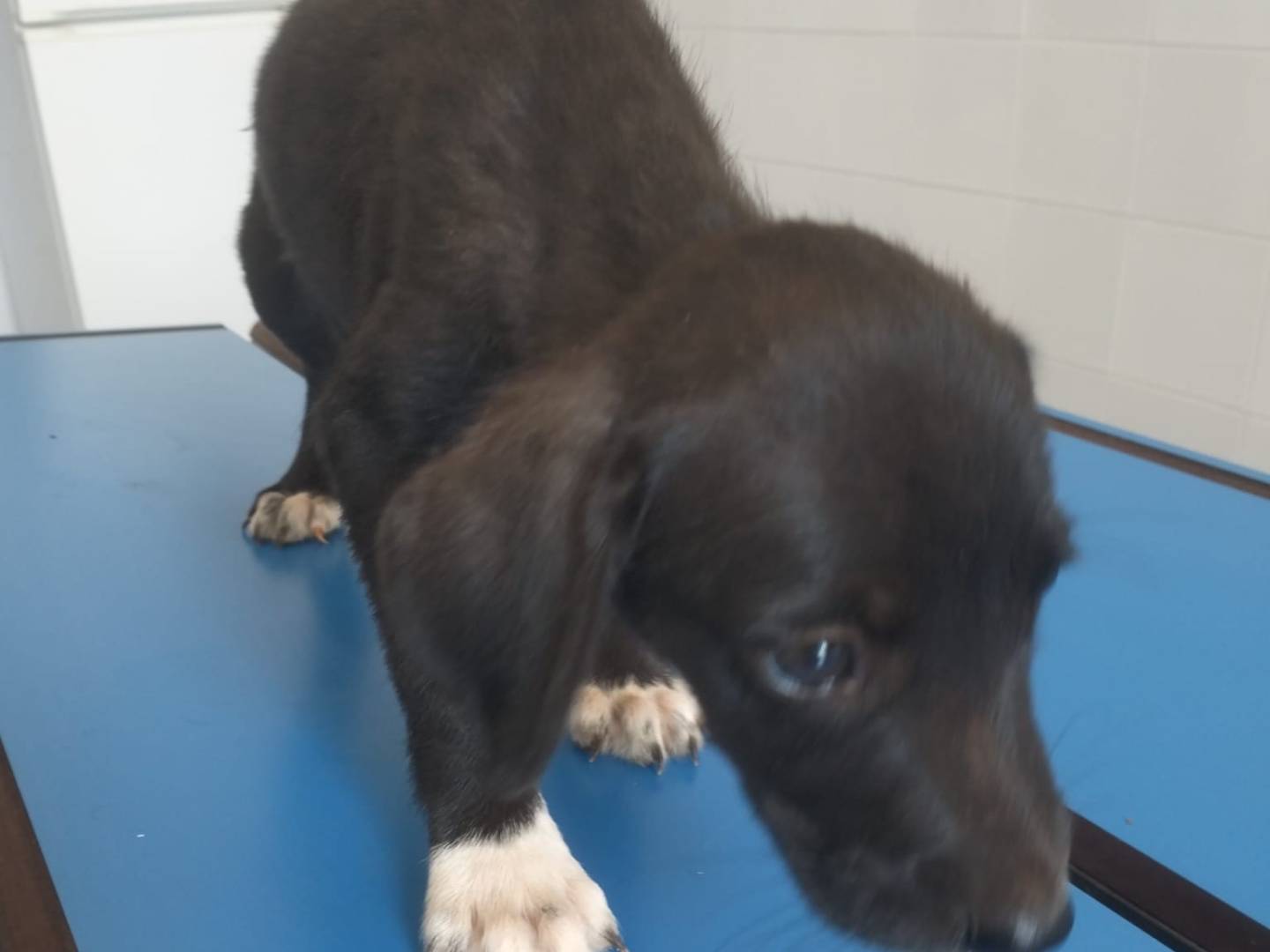 Adozione cane, femmina, Razza sconosciuta Razza sconosciuta, 2 mesi, taglia media, Siracusa