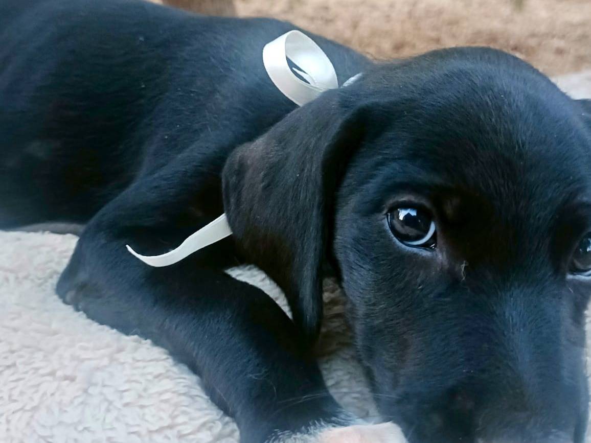 Adotta un cane, femmina, 2 mesi, Siracusa