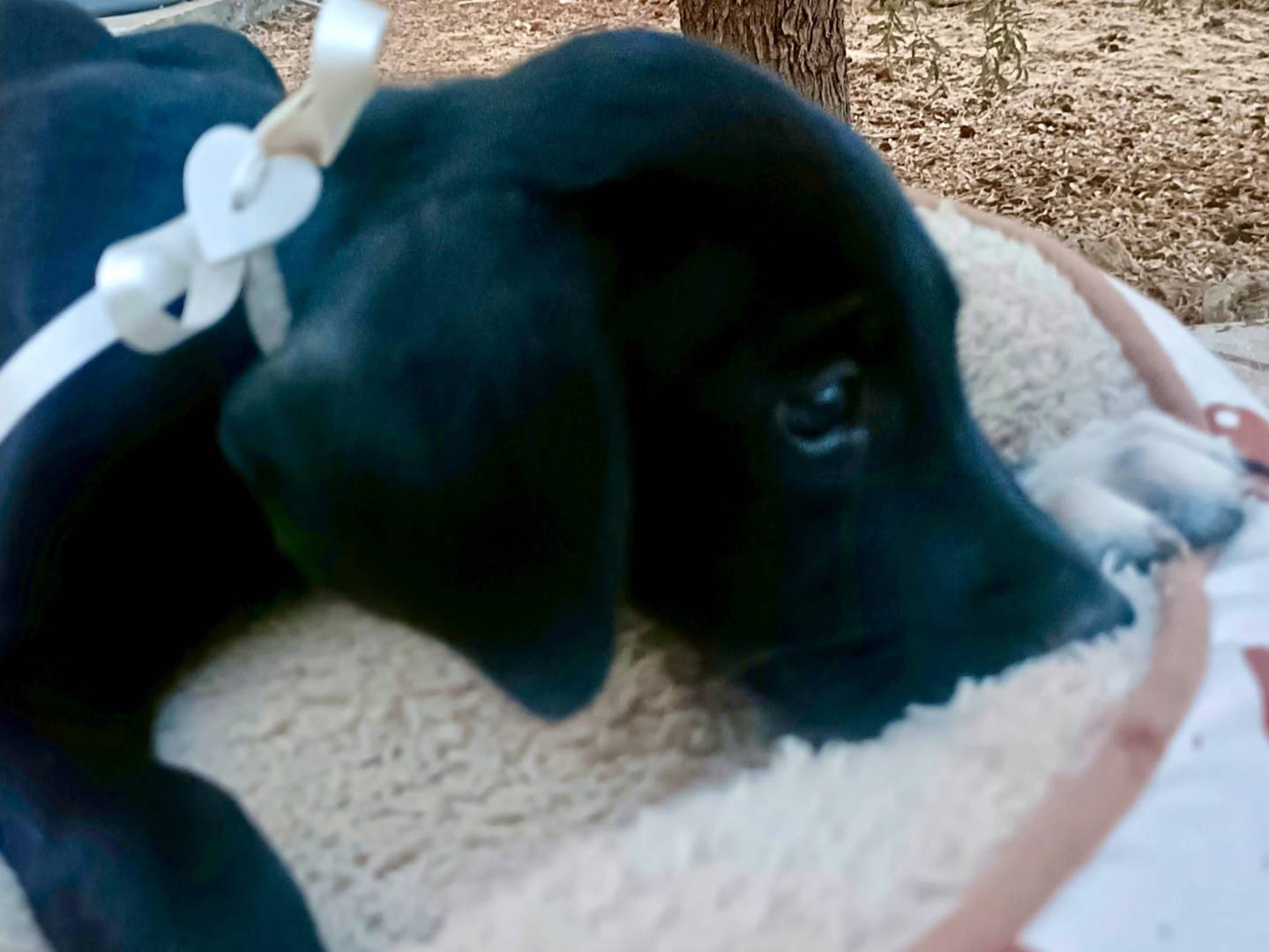Adotta un cane, taglia media, femmina, Siracusa
