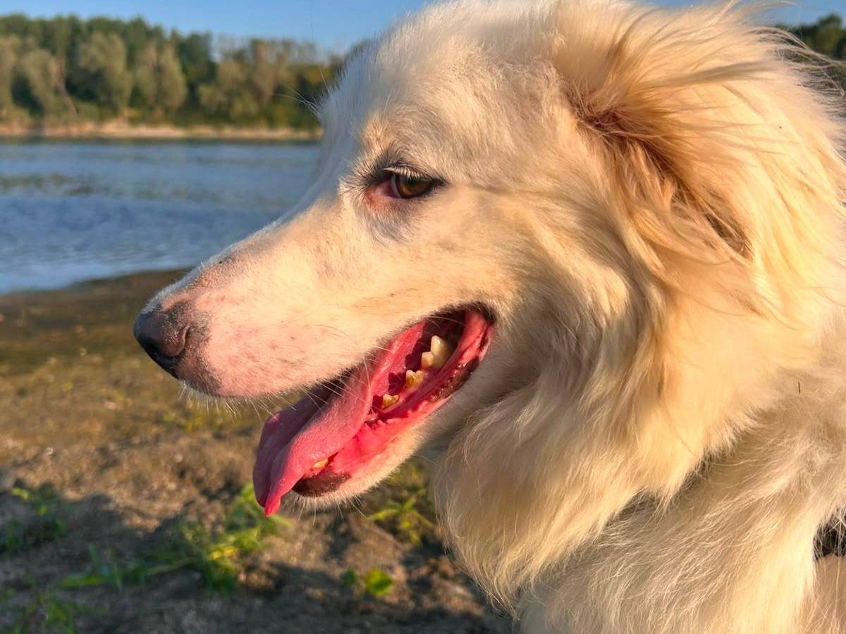 Adozione cane, femmina, Razza sconosciuta Razza sconosciuta, 3 anni e 9 mesi, taglia media, Novara