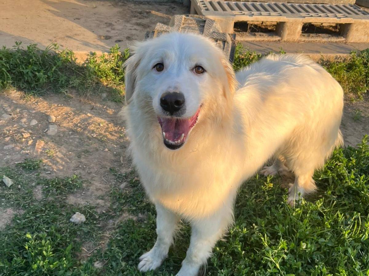 Adotta un cane, femmina, 3 anni e 9 mesi, Novara