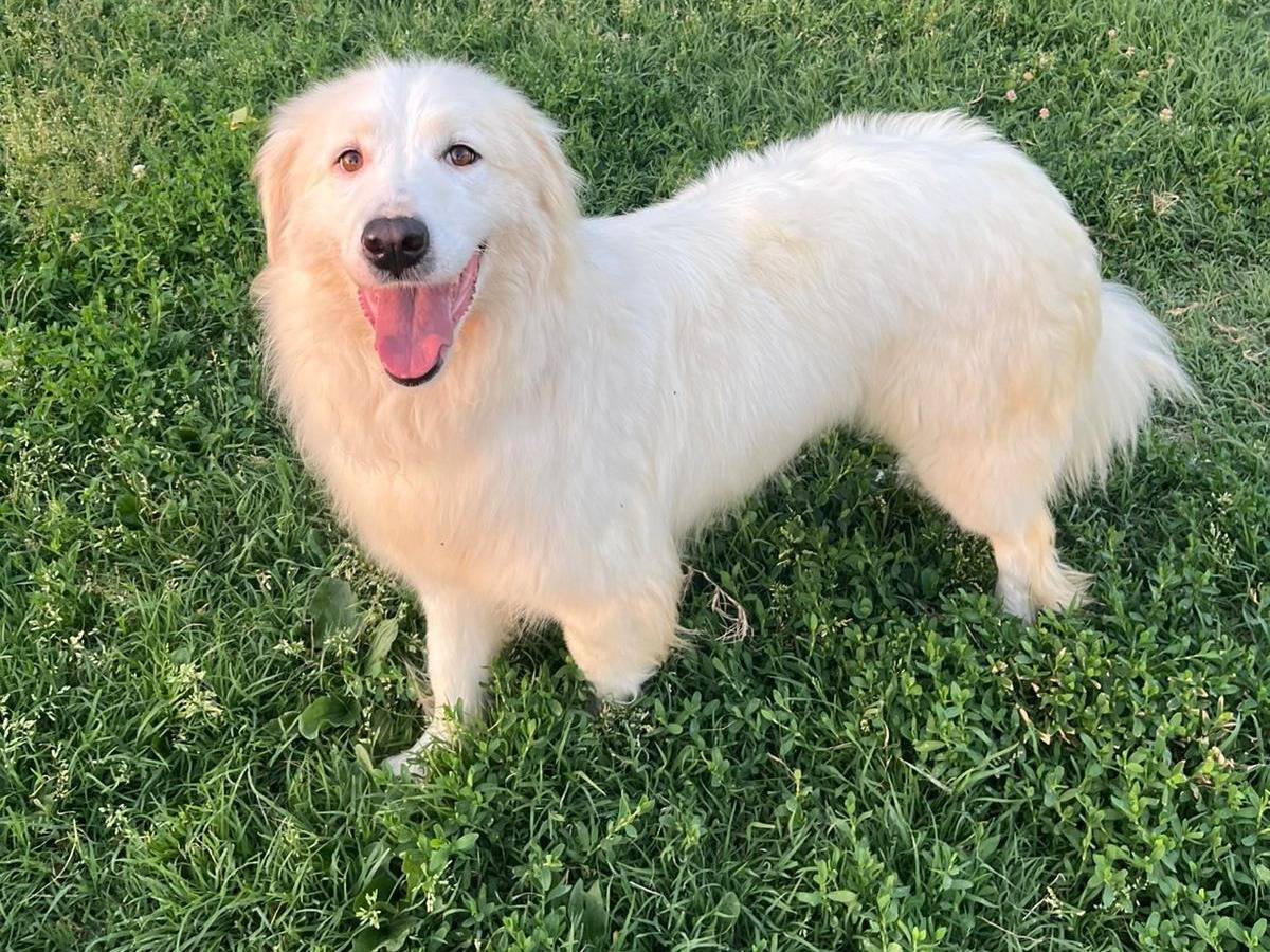Adotta un cane, taglia media, femmina, Novara