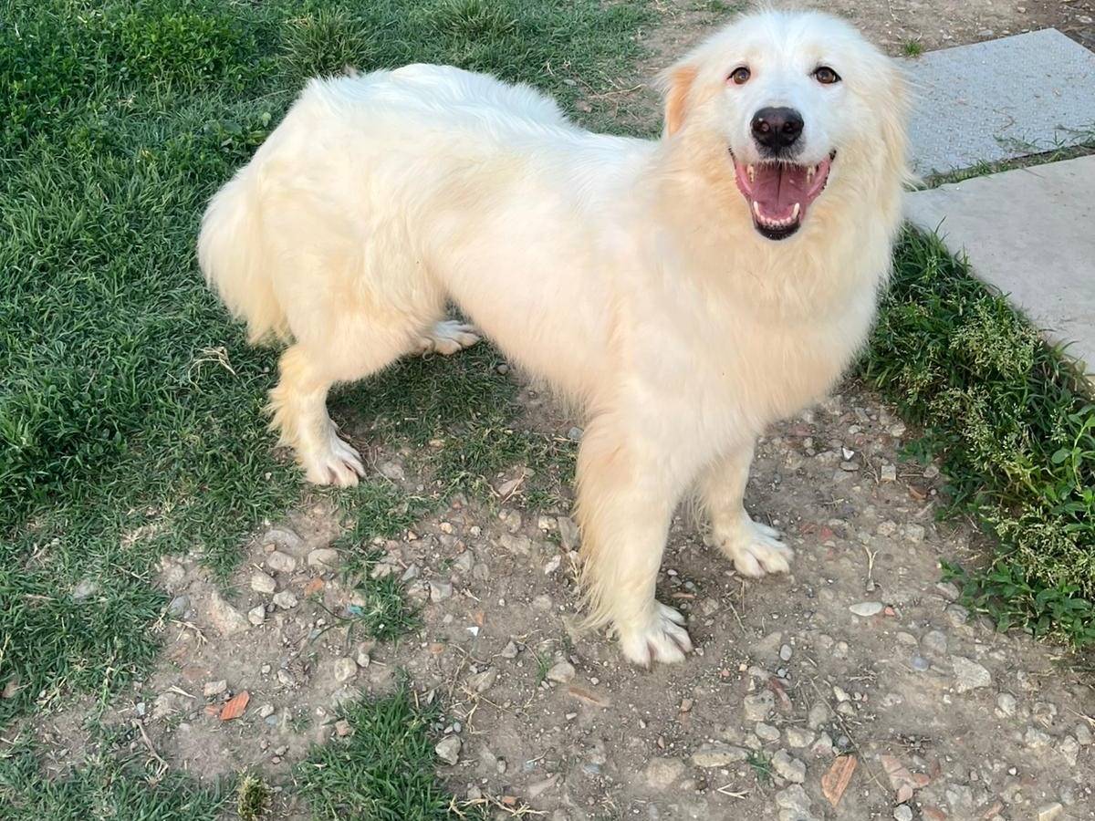 Vuoi adottare un cane a Novara?
