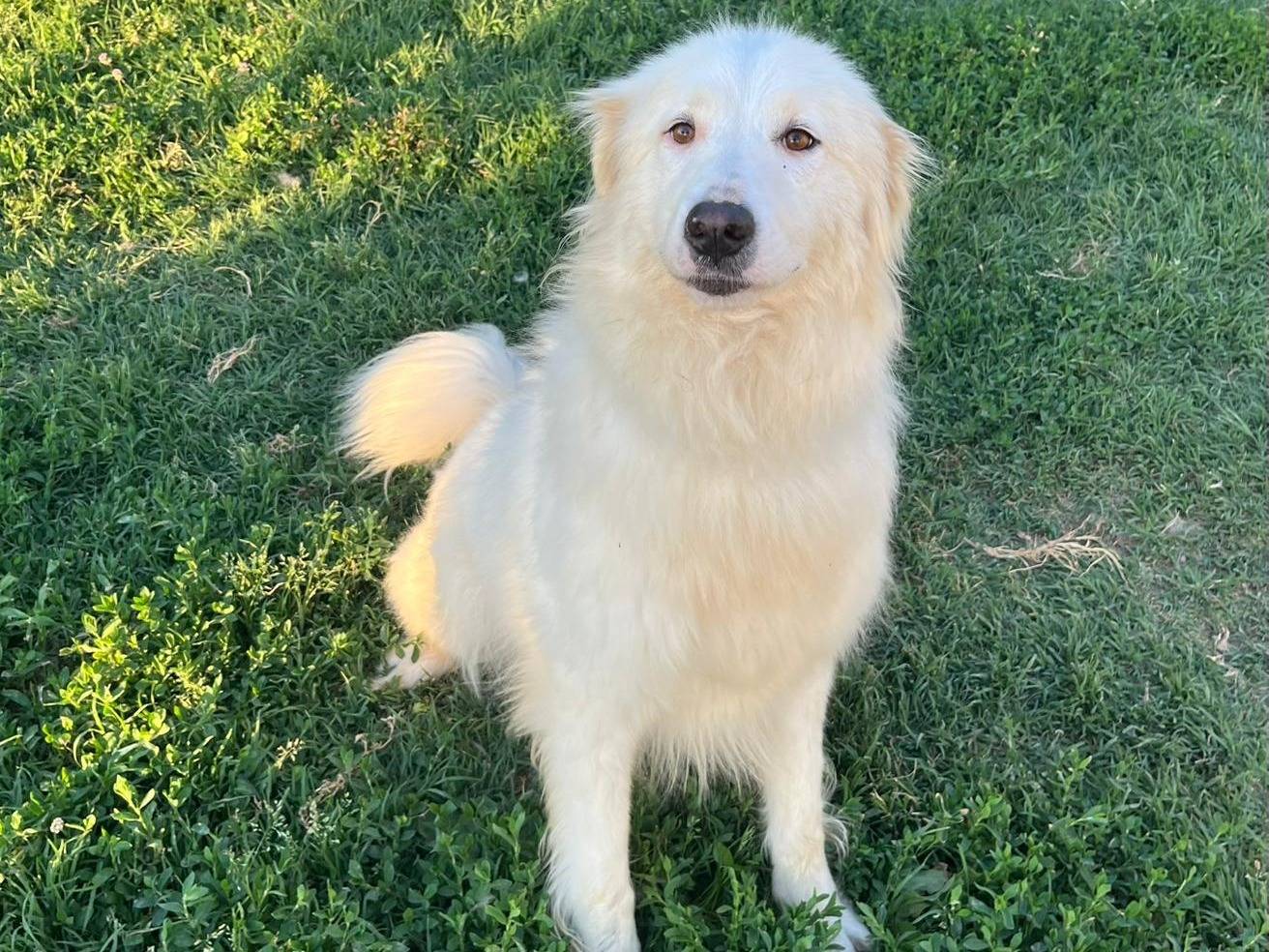 Adotta il cane Bianca a Novara