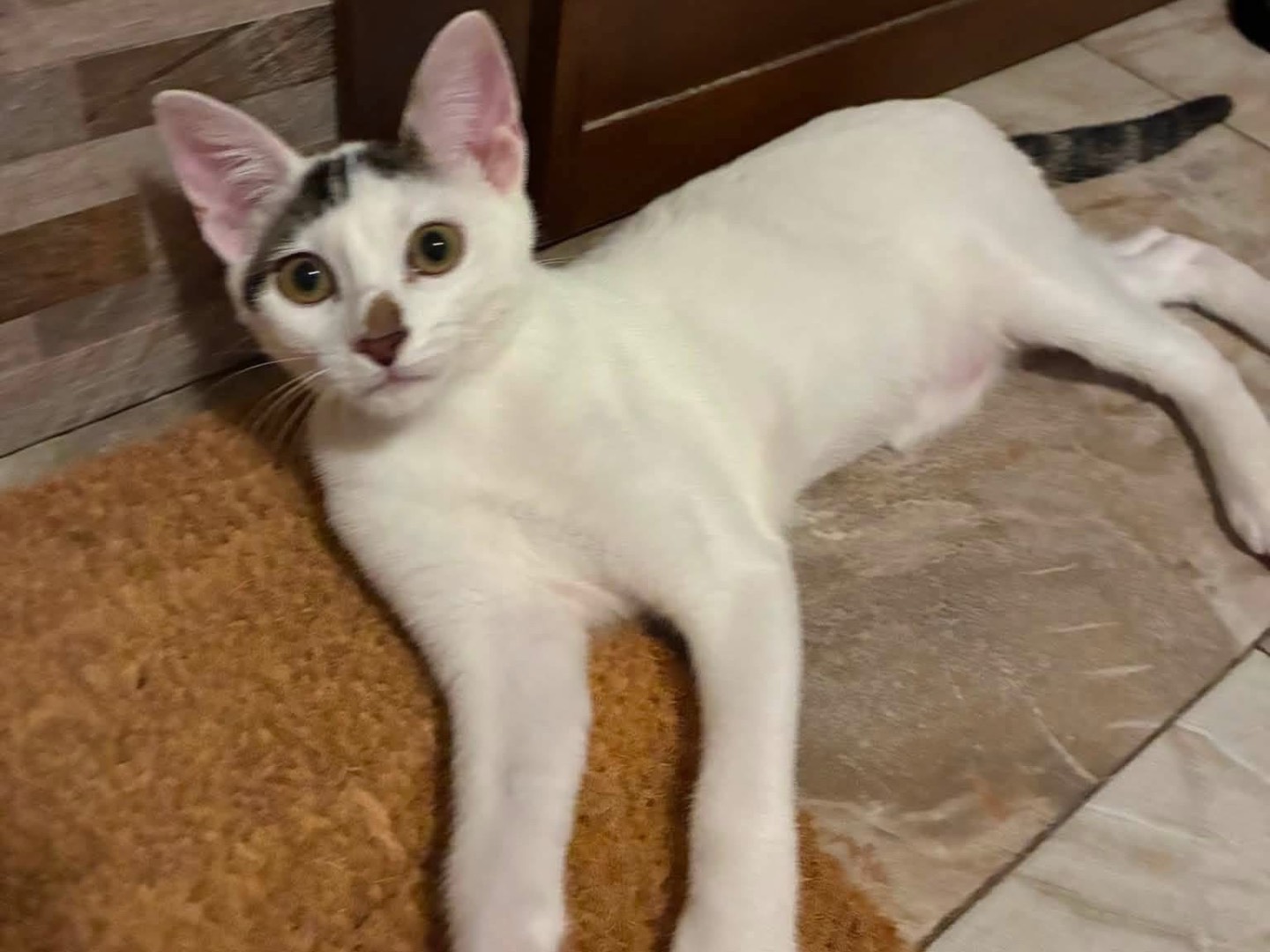 Adozione gatto, maschio, Razza sconosciuta Razza sconosciuta, 4 mesi, taglia non valida, Padova