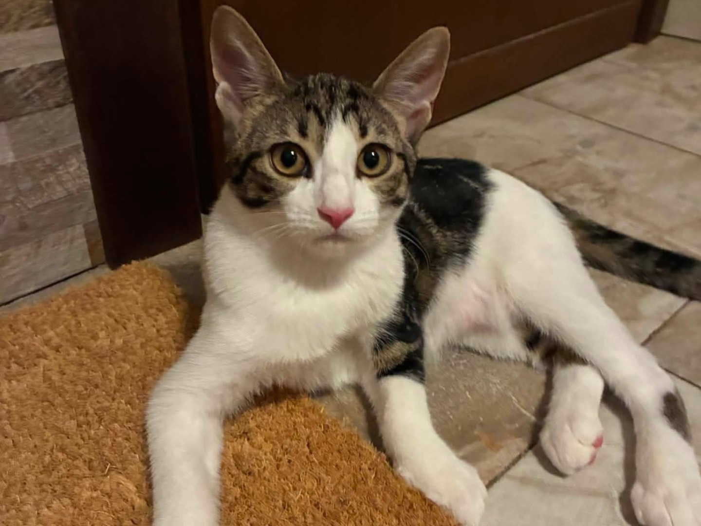 Adozione gatto, femmina, Razza sconosciuta Razza sconosciuta, 4 mesi, taglia non valida, Padova