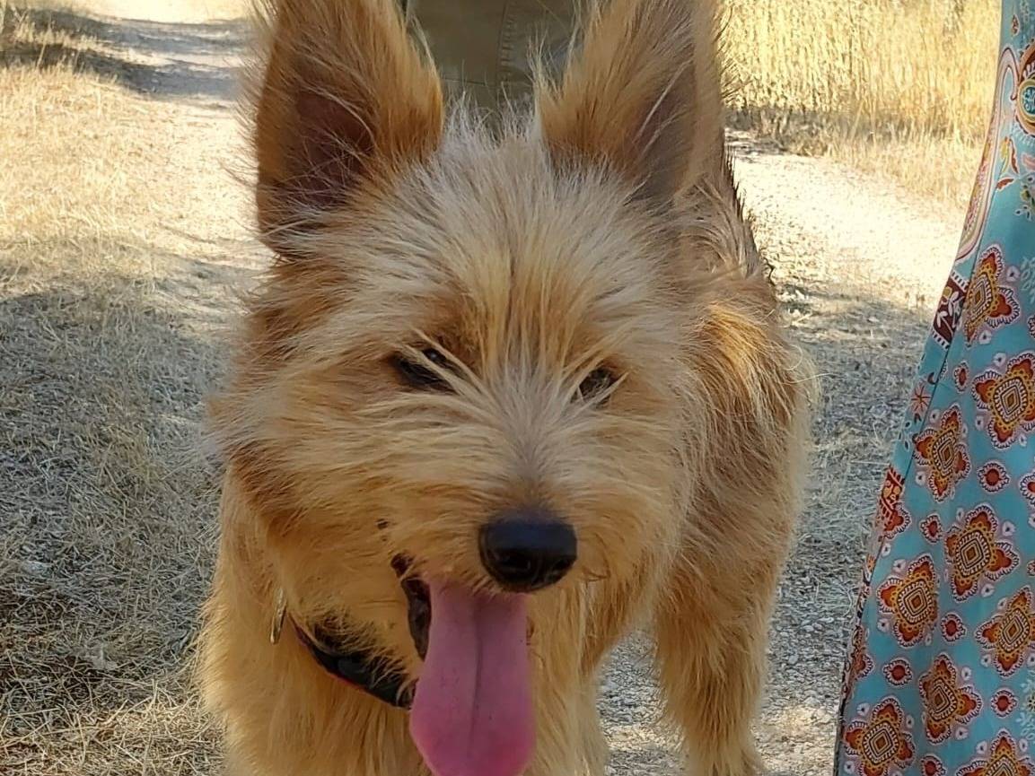 Adozione cane, maschio, Razza sconosciuta Razza sconosciuta, 7 mesi, taglia media contenuta, Milano