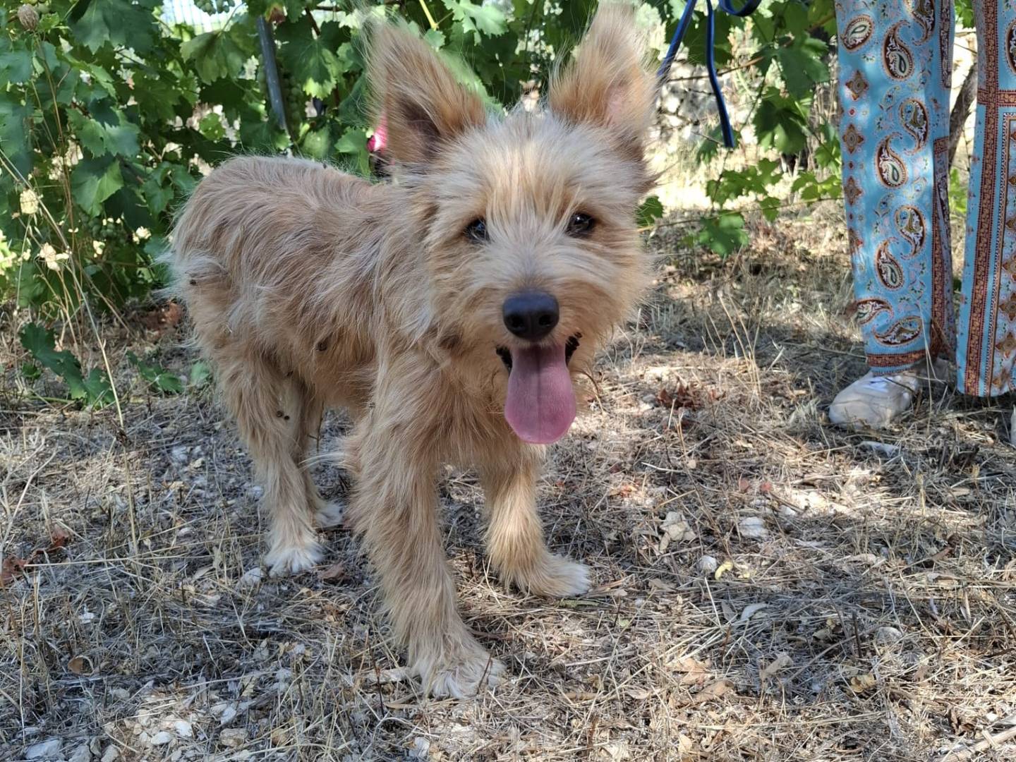 Adotta un cane, maschio, 7 mesi, Milano