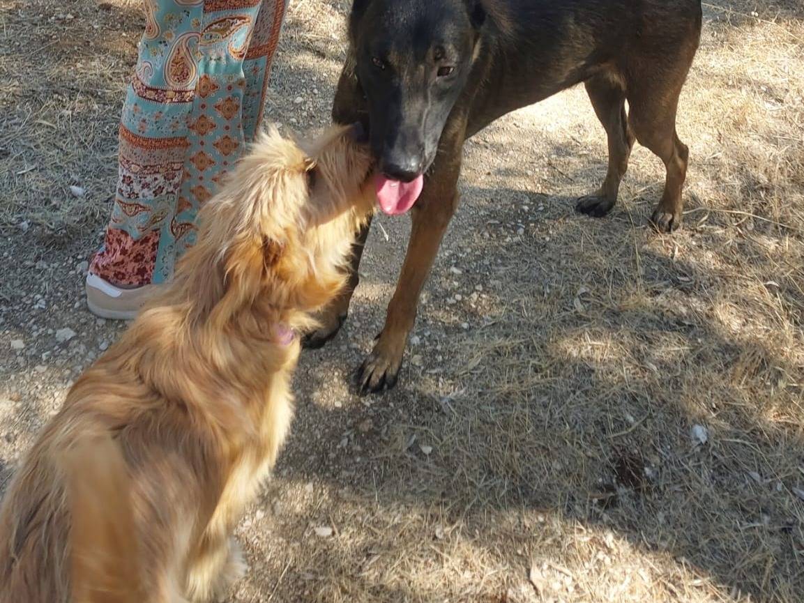 Adotta un cane, taglia media contenuta, maschio, Milano