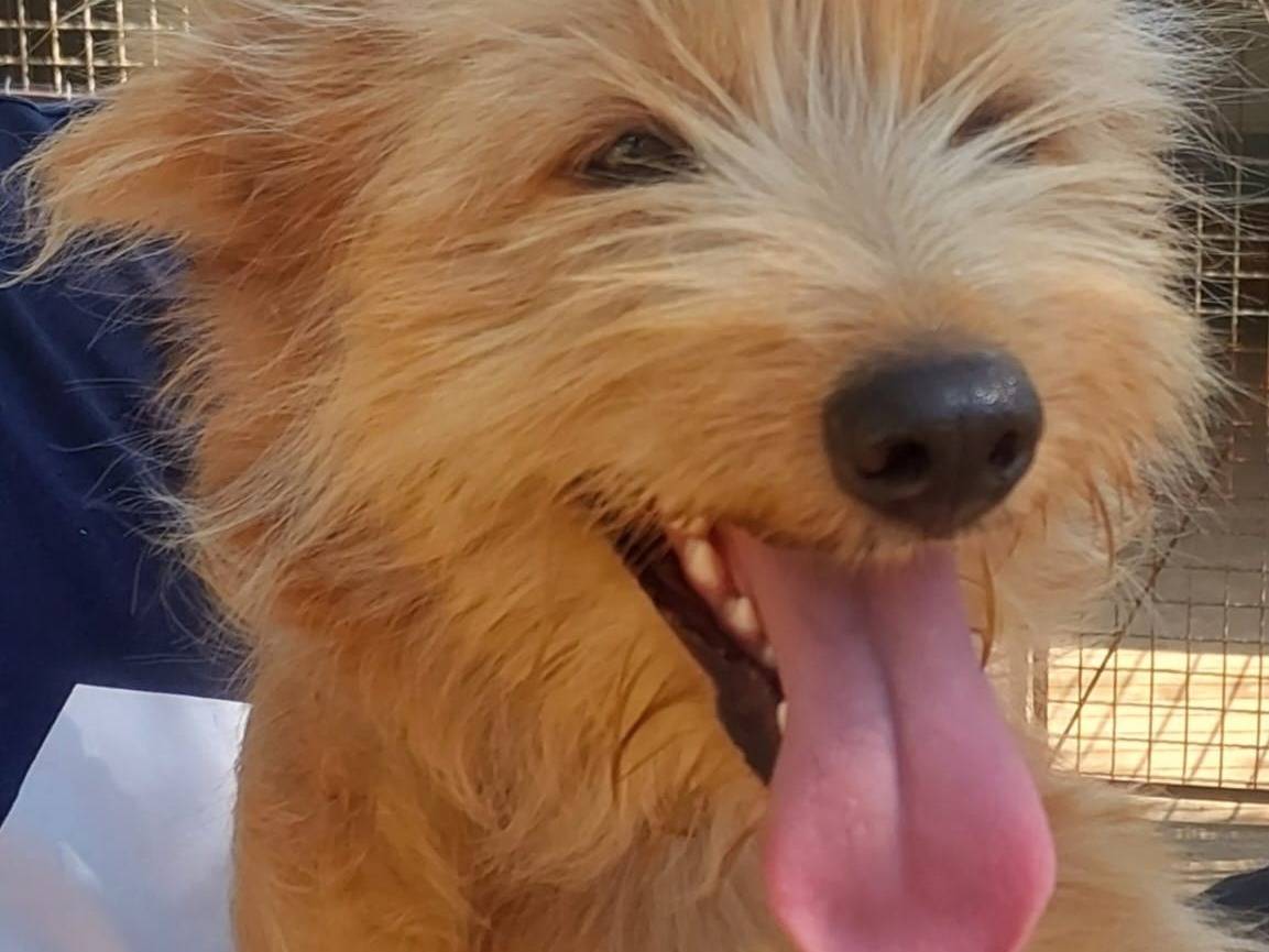 Vuoi adottare un cane a Milano?