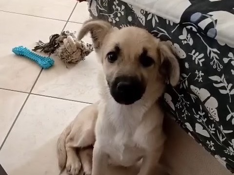 Adotta un cane, taglia media, femmina, Crotone