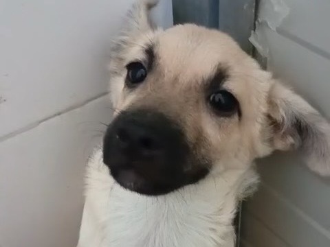 Foto 3 dell'animale