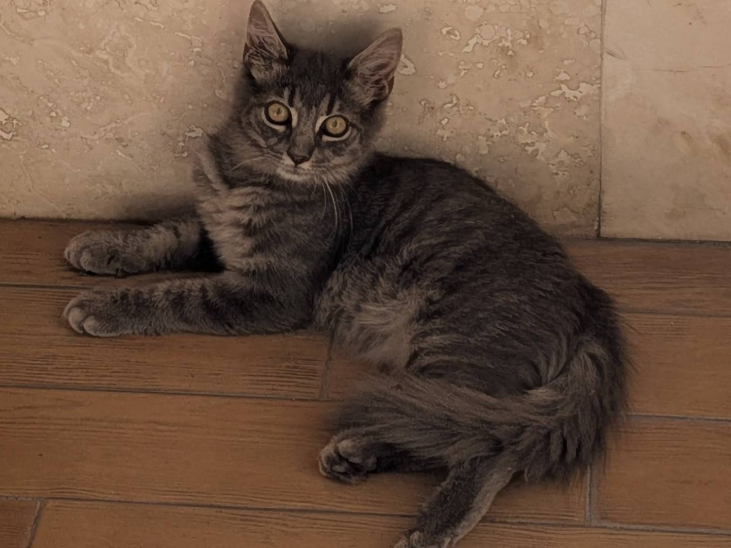 Adotta un gatto, maschio, 4 mesi, Roma