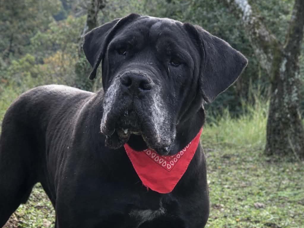 Adozione cane, maschio, Razza sconosciuta Razza sconosciuta, 10 anni e 2 mesi, taglia gigante, Latina