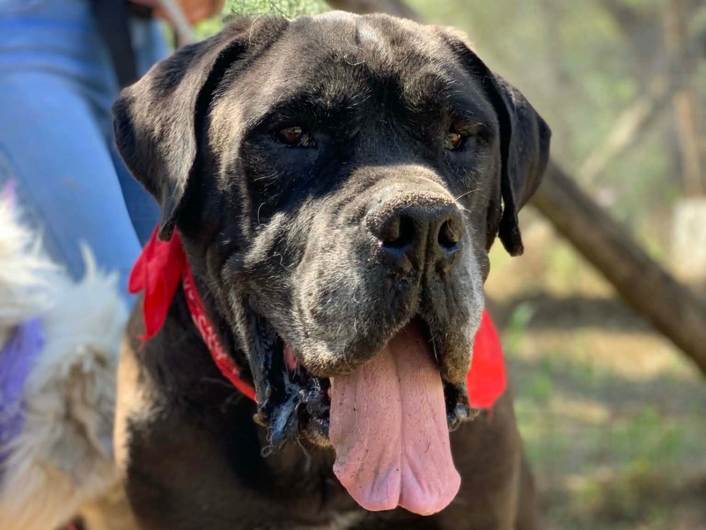 Adotta un cane, maschio, 10 anni e 2 mesi, Latina