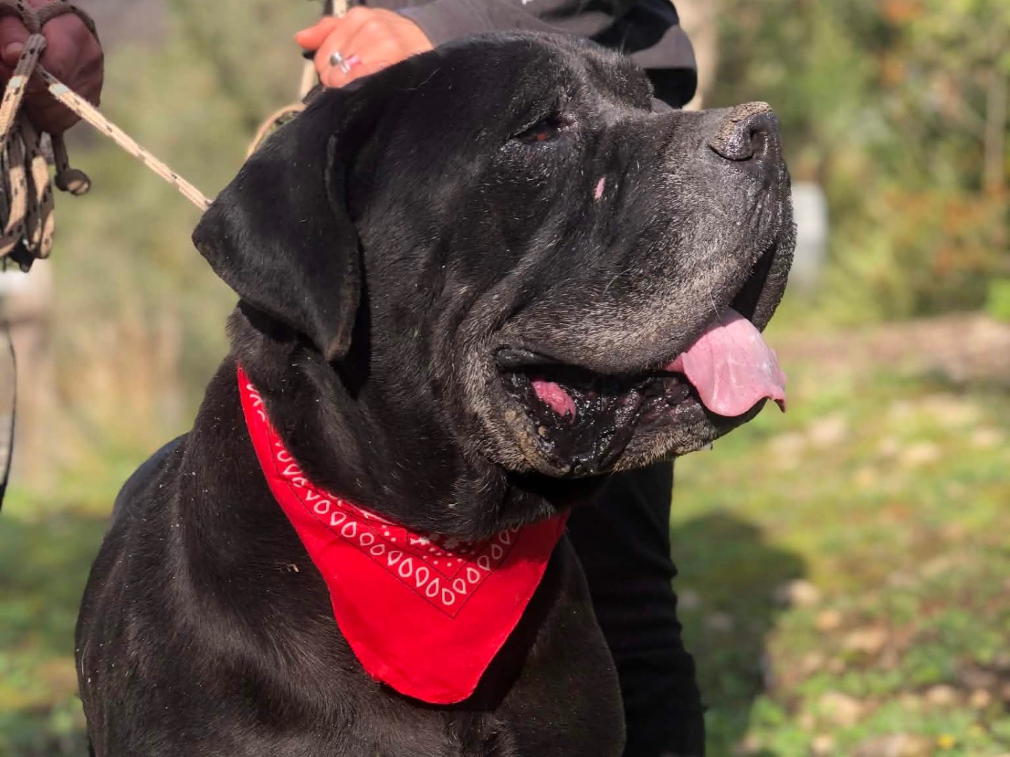 Adotta un cane, taglia gigante, maschio, Latina