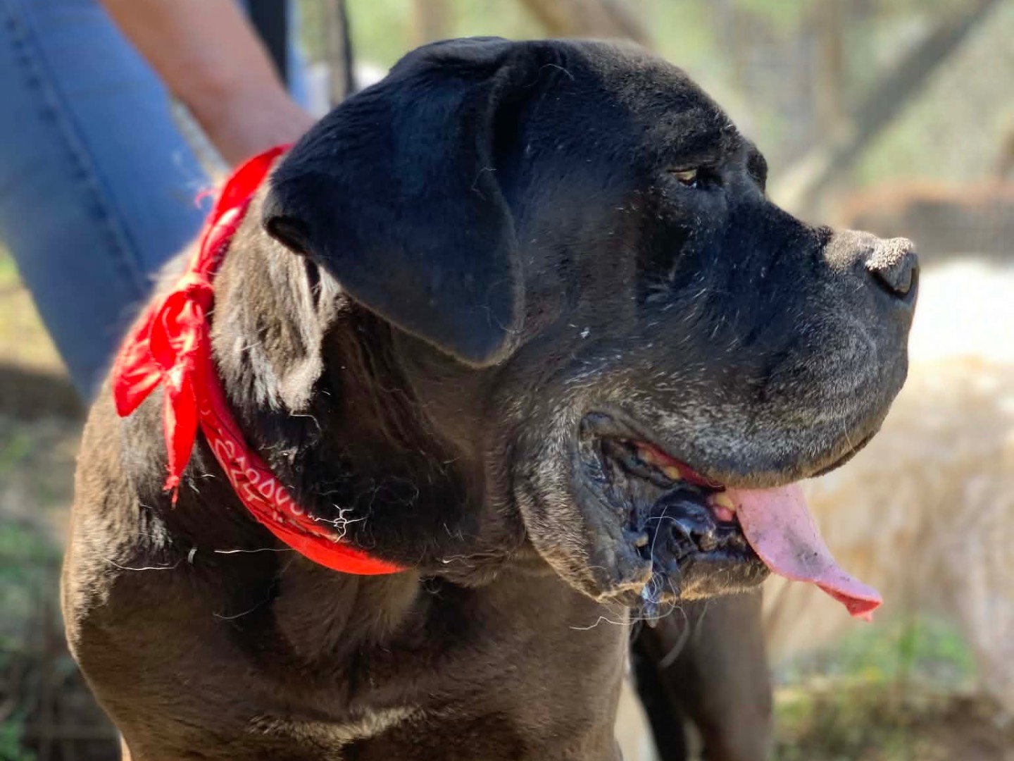 Adotta il cane Ciro  a Latina