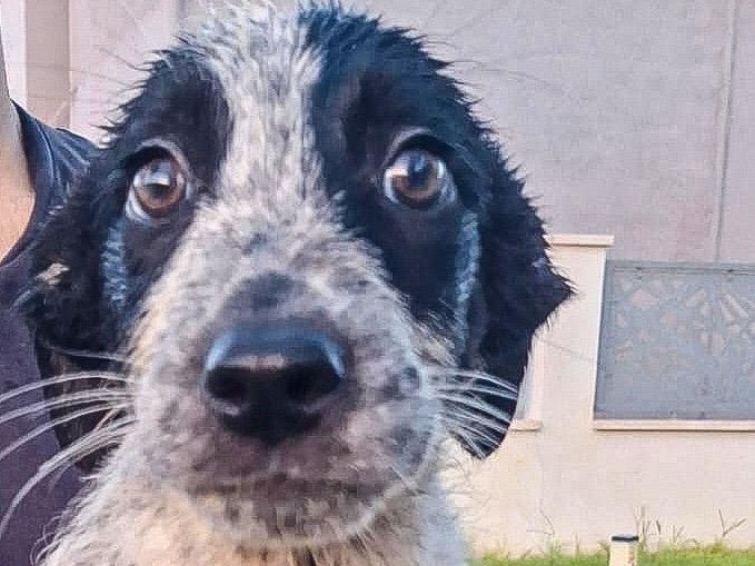 Adozione cane, femmina, Razza sconosciuta Razza sconosciuta, 3 mesi, taglia media, Crotone