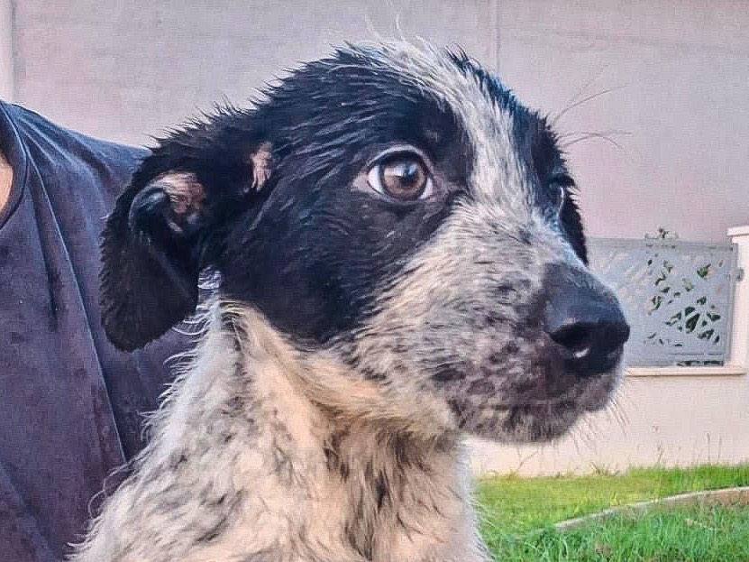 Adotta un cane, femmina, 3 mesi, Crotone